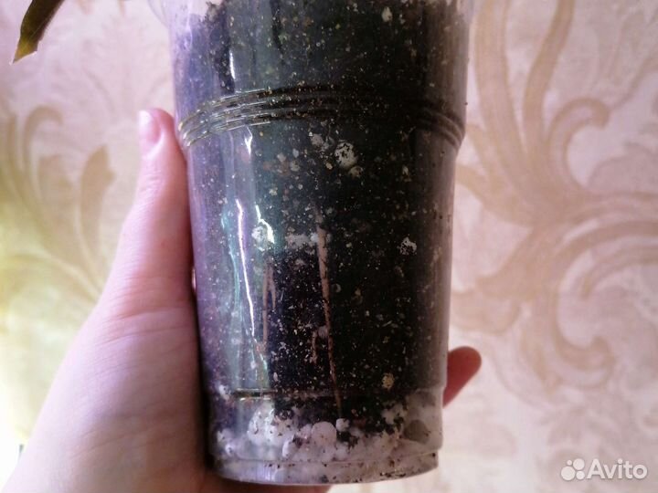 Калатея Руфибарба Вейв Стар