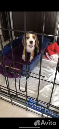 Клетка вольер для собак