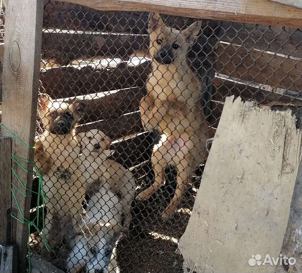 Щенки для души