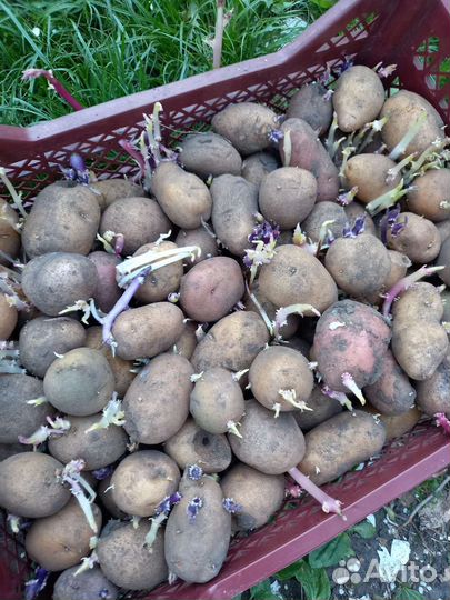 Семенной картофель