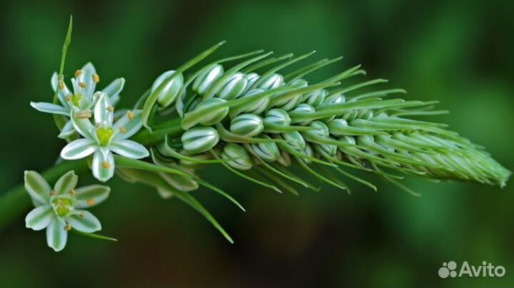 Птицемлечник или Индийский лук