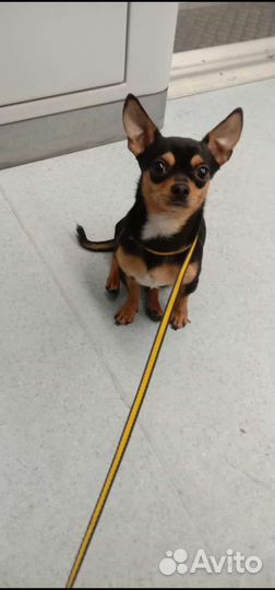 Вязка кобель чихуахуа