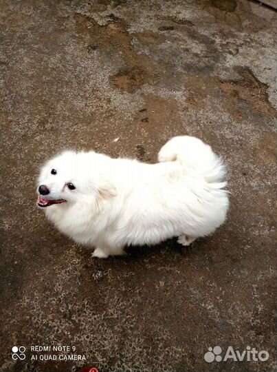 Немецкий шпиц девочка