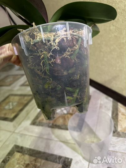 Орхидея фаленопсис