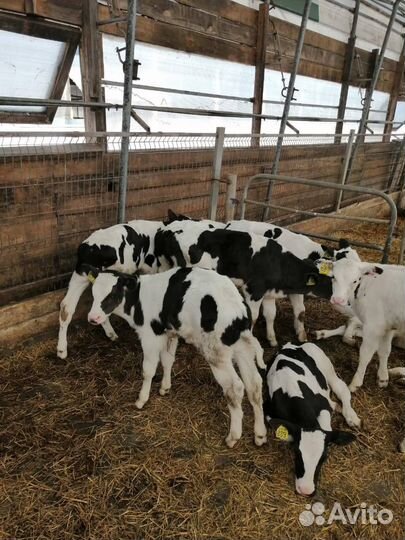 Телки, бычки