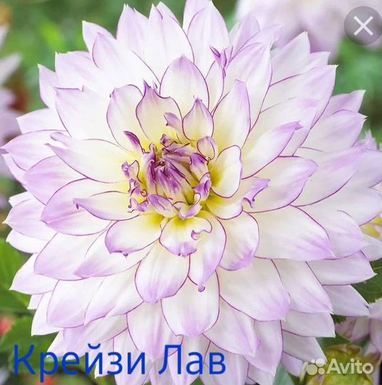 Клубни георгинов