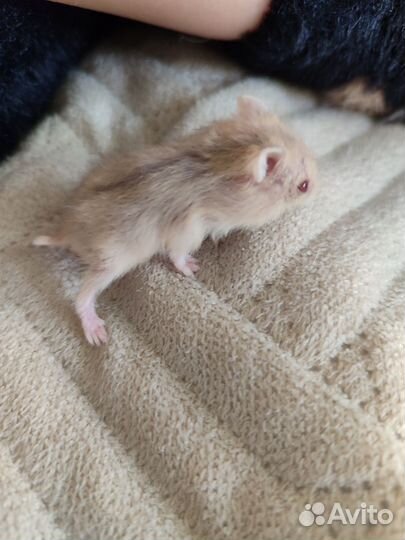 Джунгарики (джунгарский хомяк)