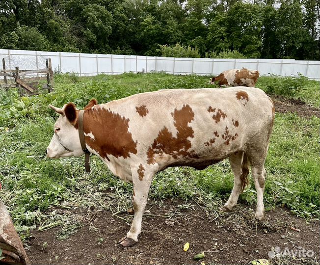 Телки стельные