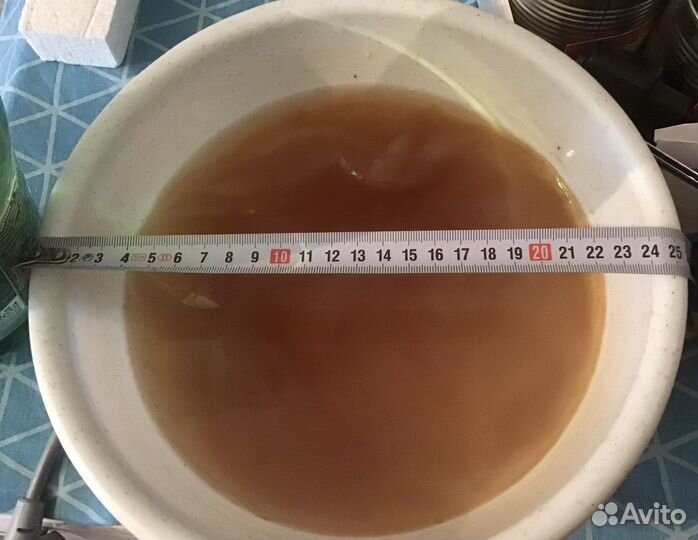 Комбуча (чайный гриб) бесплатно