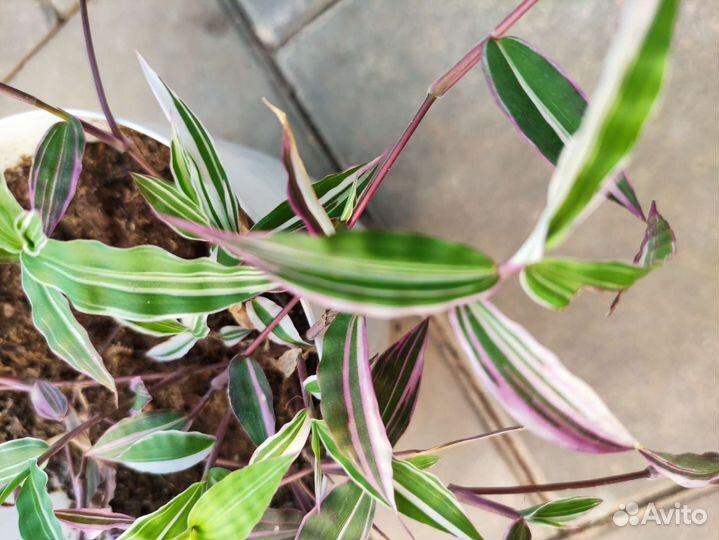 Оплисменус коротковолосый (Oplismenus hirtellus )