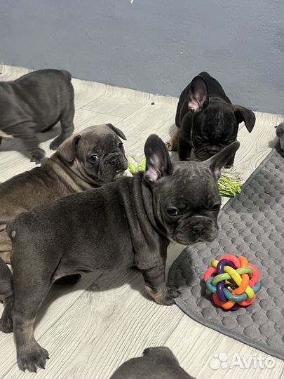 Французики