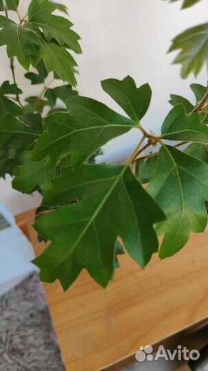 Циссус Элен Даника