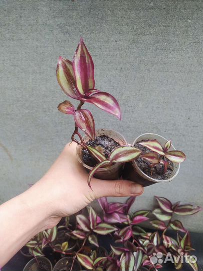 Традесканция зебрина