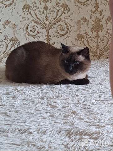 Отдадим кота