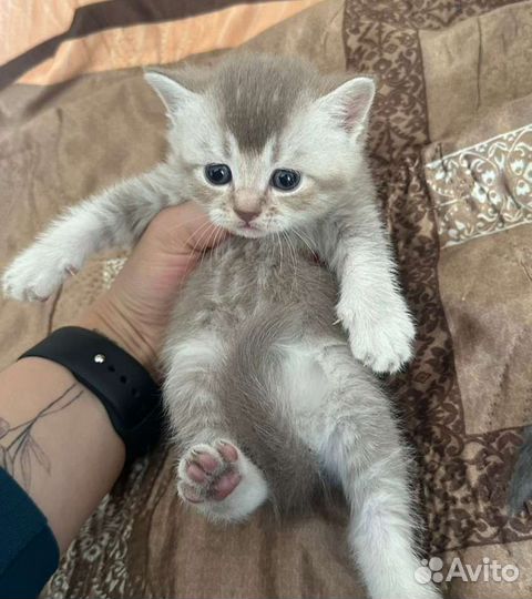 Продаются красивые котята