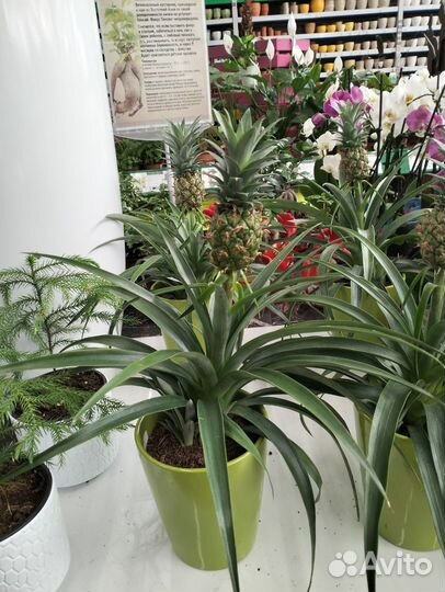 Комнатный ананас