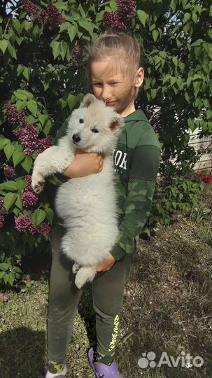 Собаки щенки