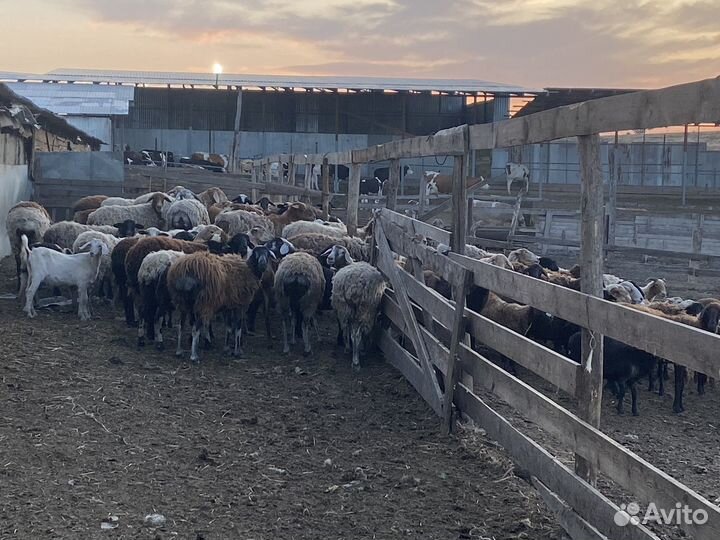 Курдючные бараны овцы
