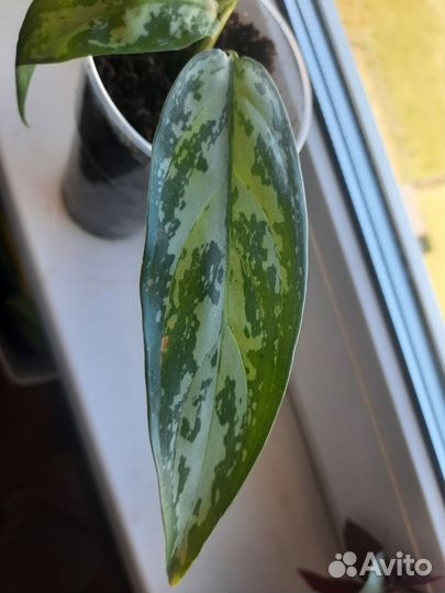 Аглаонема Green Lagy или Treiba