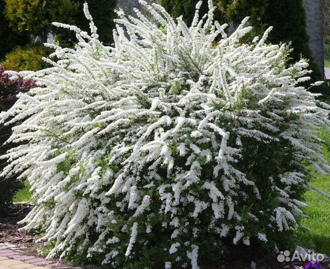 Декоративные кустарники и деревья для сада