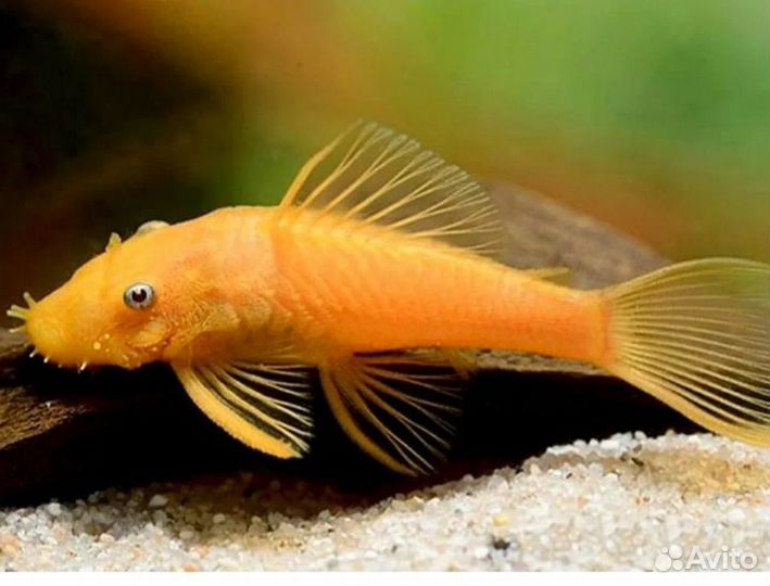 Аквариумные рыбки