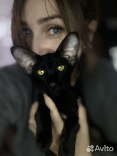 Ориентальная кошка