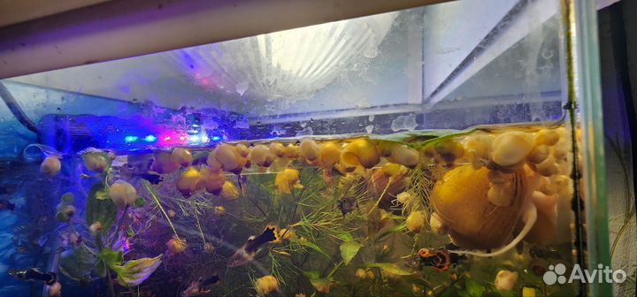 Улитки аквариумные ампулярии