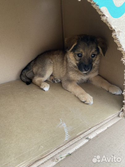 Собака в добрые руки отдам бесплатно