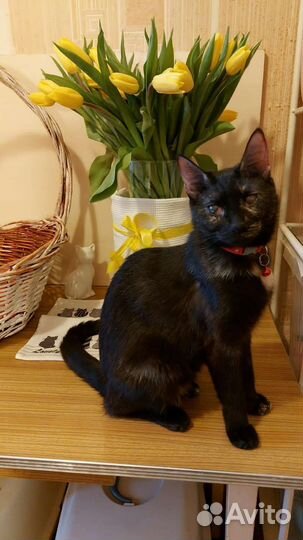 Кошка Коламбия 8 месяцев,с особенностями, стерелиз