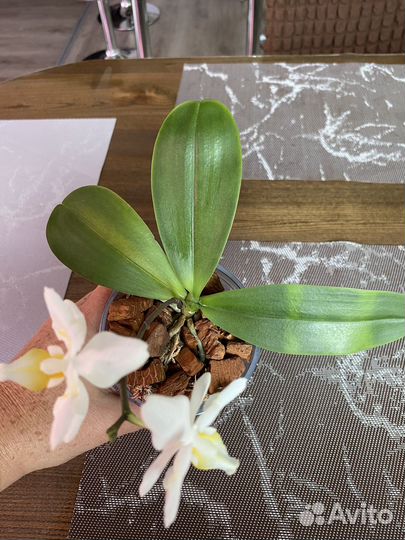 Орхидея Phal. Liu's Pale Micholitz'ES'