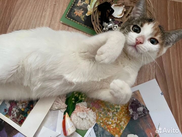 Котенок в добрые руки