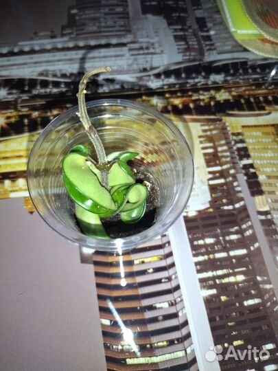 Хойя manua loa,хойя белла