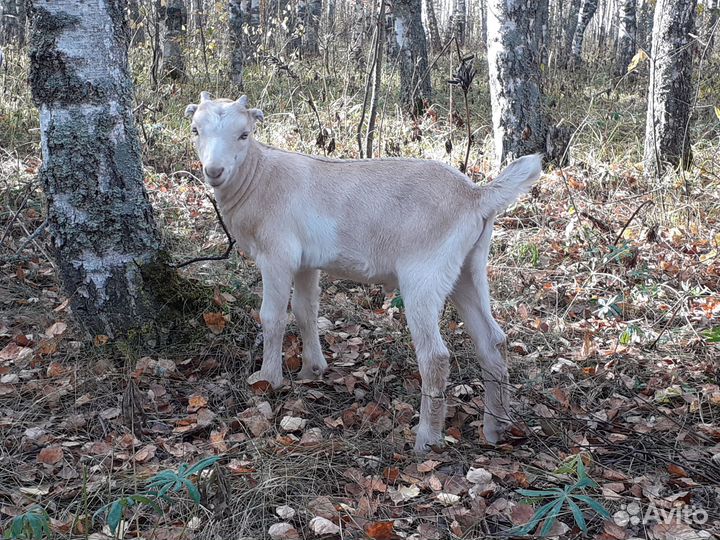 Ламанча, нубийцы