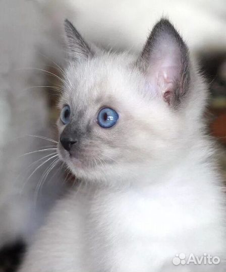 Котенок 1,5 месяца