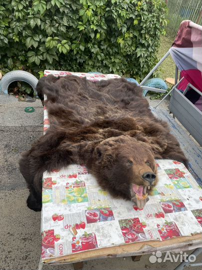 Шкура медведя