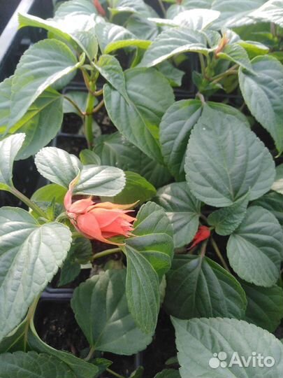 Рассада однолетних цветов