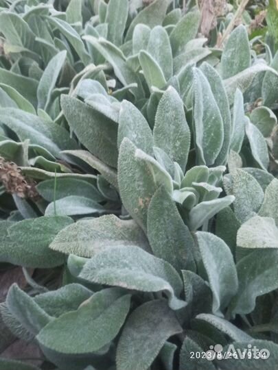 Овечьи ушки растение