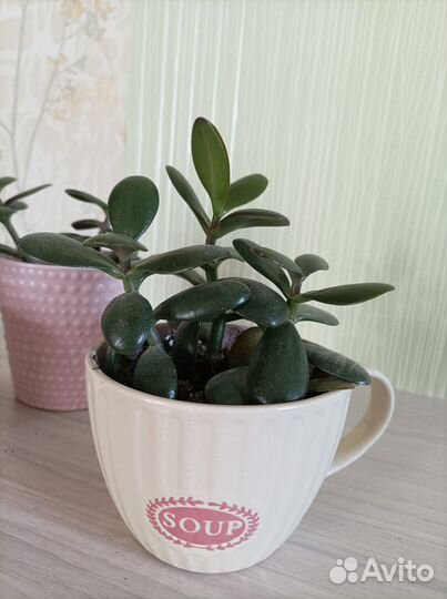 Растение Толстянка денежное дерево