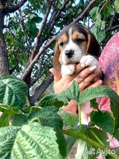 Щенки бигль