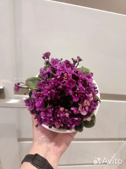 Фиалки трейлеры