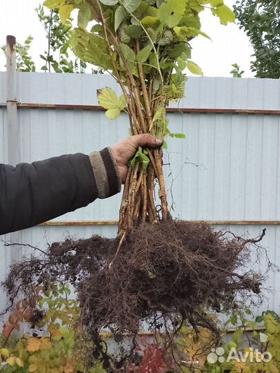 Малина Радзиева ранняя