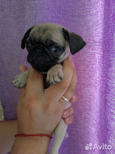 Щенки мопса