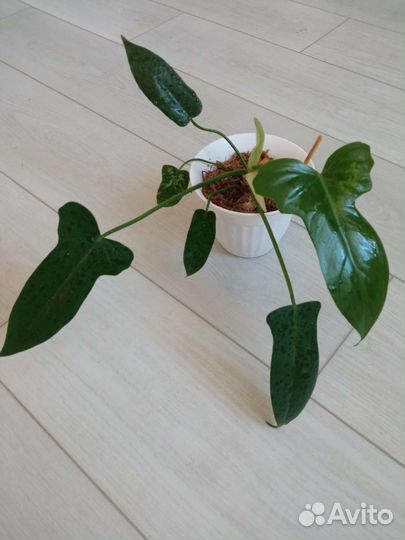 Сциндапсусы набор, филодендрон