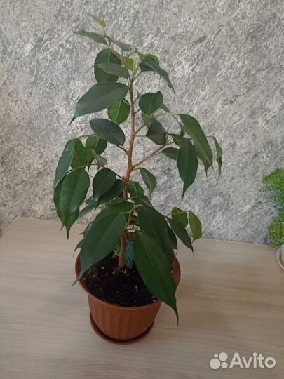 Комнатные цветы