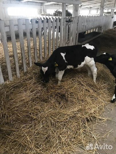 Телочки 1-2 мес