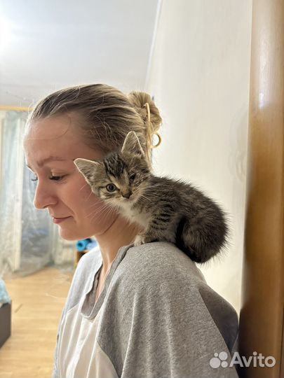 Котенок в добрые руки