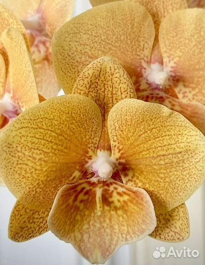 Орхидея биг лип Хамелеон