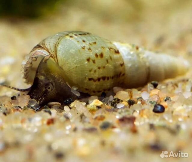 Улитки Ампулярии и Мелании