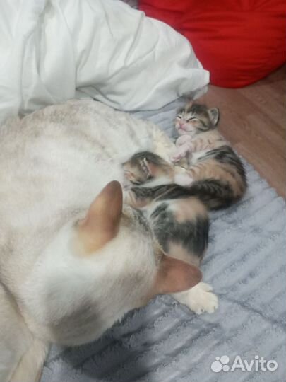 Кошечка и котята