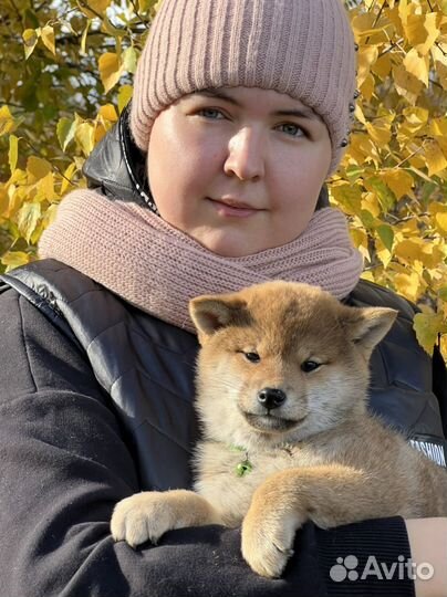 Сиба девочка